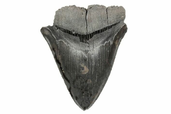 Partial, Fossil Megalodon Tooth - Sharply Serrated Blade #207926